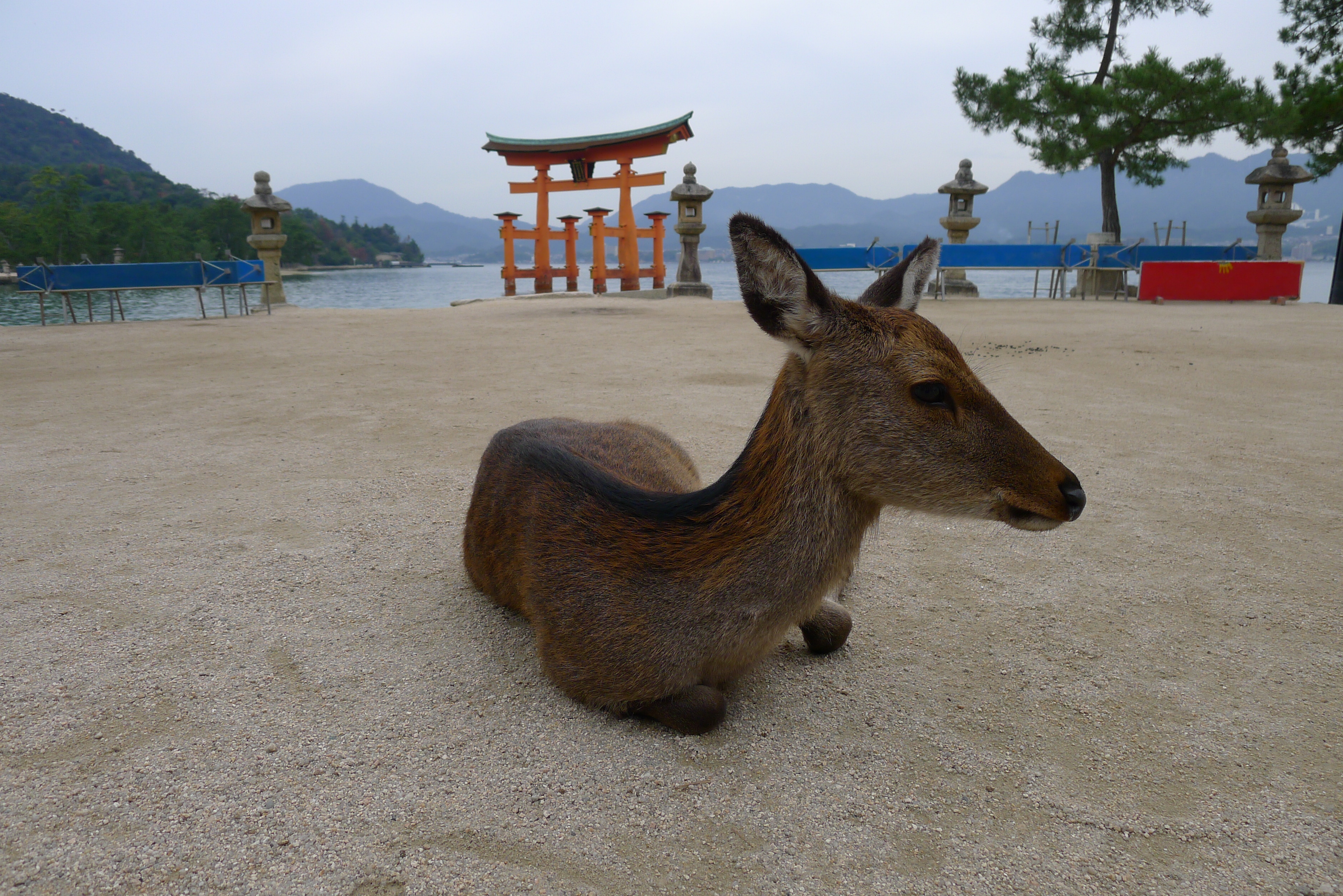 Deer at Ise Shrine near Hiroshima, Japan