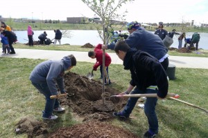 Volunteers plant cherry blossom trees in a Denver aprk